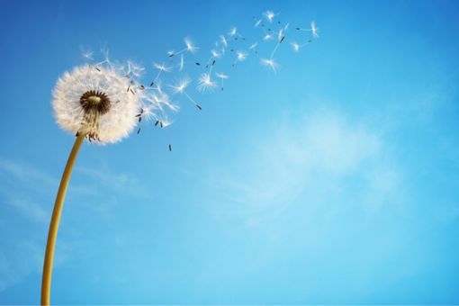 dandelion